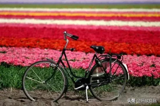 错过郁金香的阿姆斯特丹,荷兰赏花景点推荐
