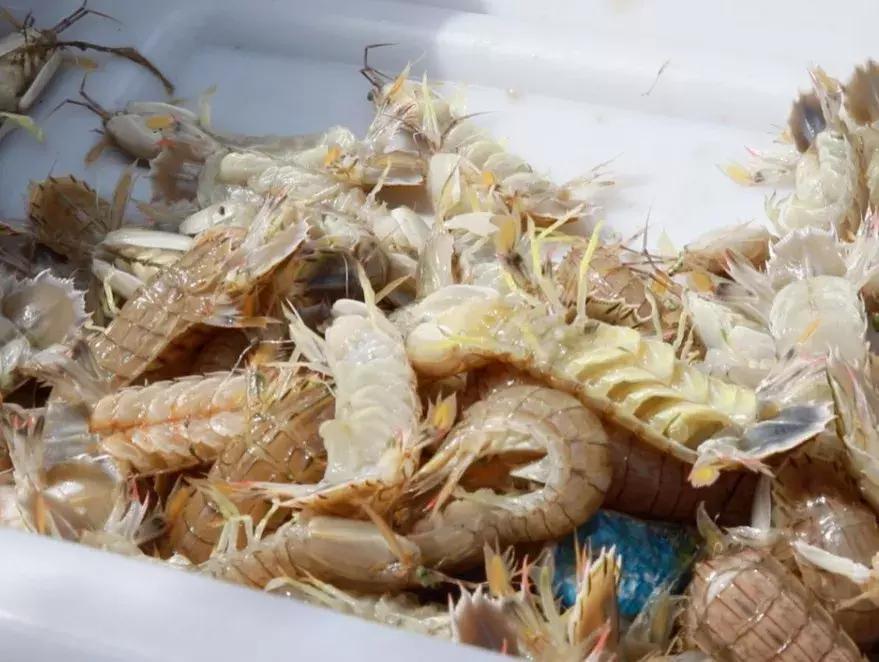 有一种炫富叫青岛开海啦,青岛炫富最新方式