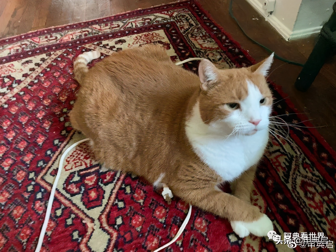 美国苹果专卖店价格,美国免税州买苹果价格