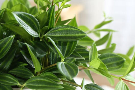 好养的吊兰品种及图片,最好养好看的前十品种吊兰