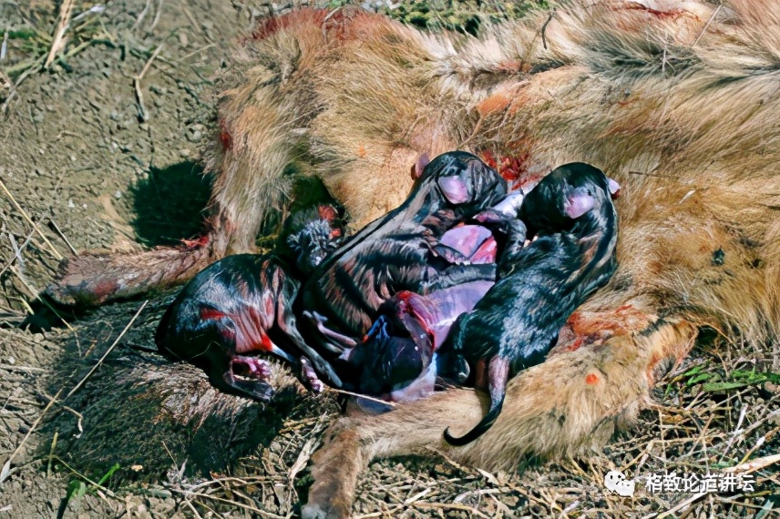 被称为“非洲最强挖掘机”的它，挖洞速度比6个人还快