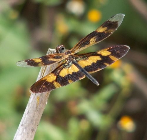 蜻蜓大批飞是什么征兆,蜻蜓在空中突然消失给人什么感觉
