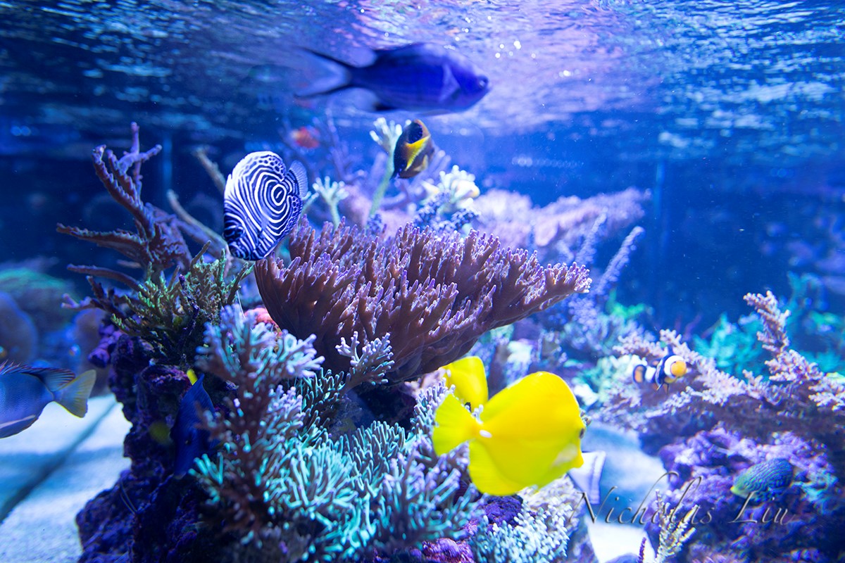 经典海水礁岩生态缸分享，180×120×60厘米三面观赏海缸