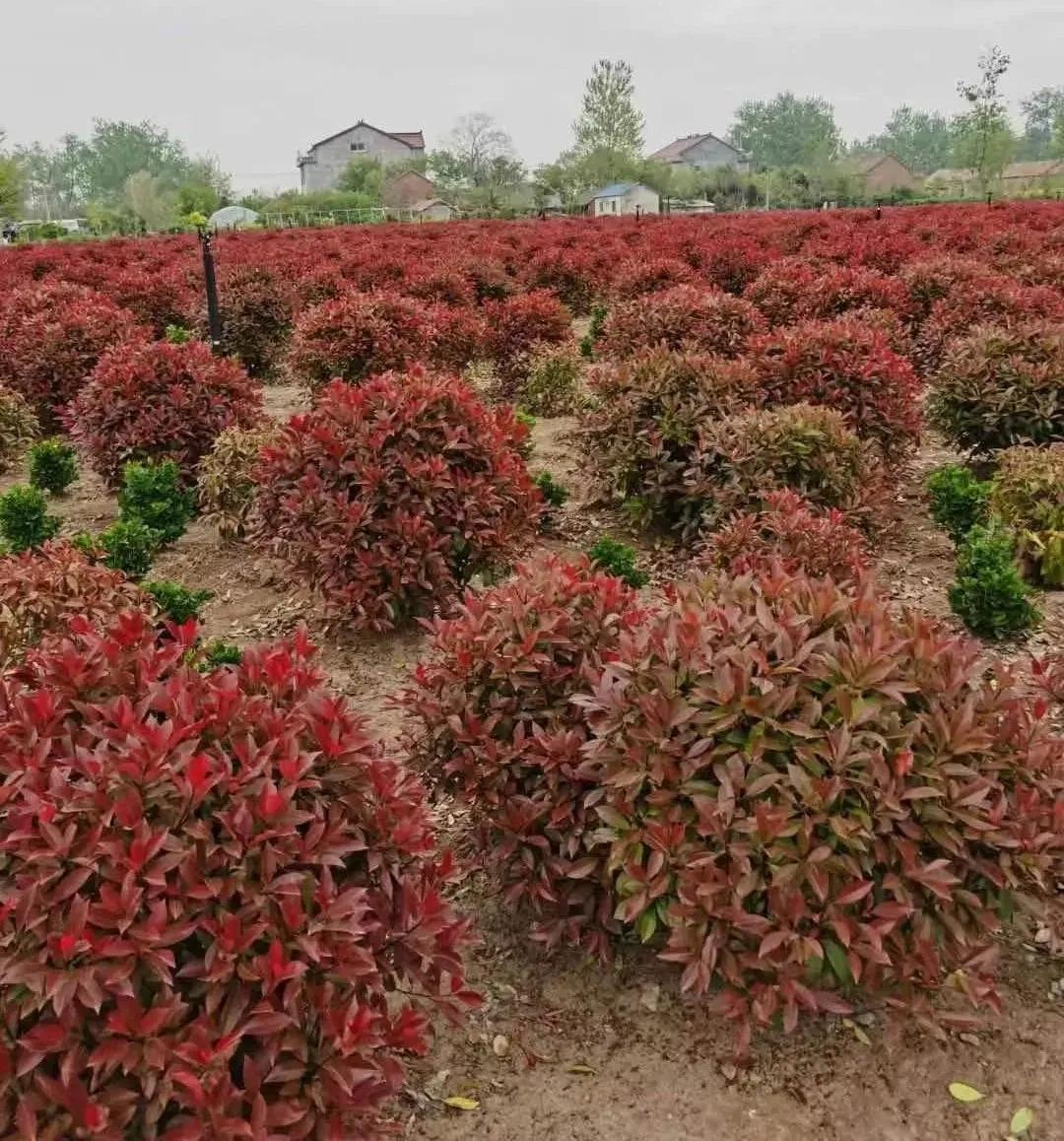 一位苗木种植者的自述：下辈子不再做苗木了
