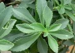 三七专治什么病最好,中药材三七有哪些效果