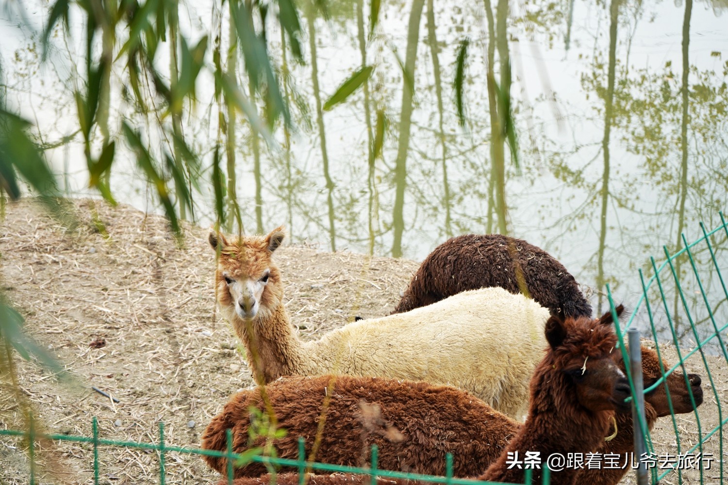 南京燕雀湖水杉林,南京秋天水杉林