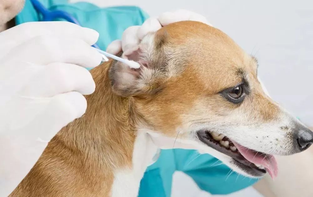 狗狗耳朵痒老是抓和摇头用什么药,狗狗抓耳朵用什么药治疗