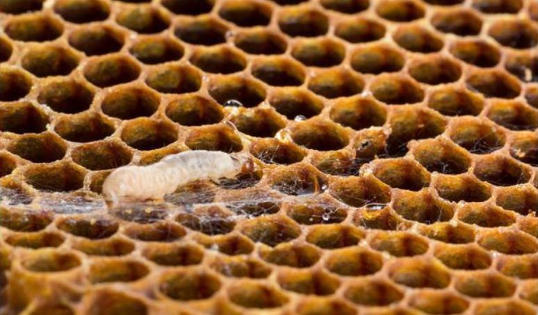 德国蜜蜂养殖技术方法有哪些,蜂眼看世界完整视频