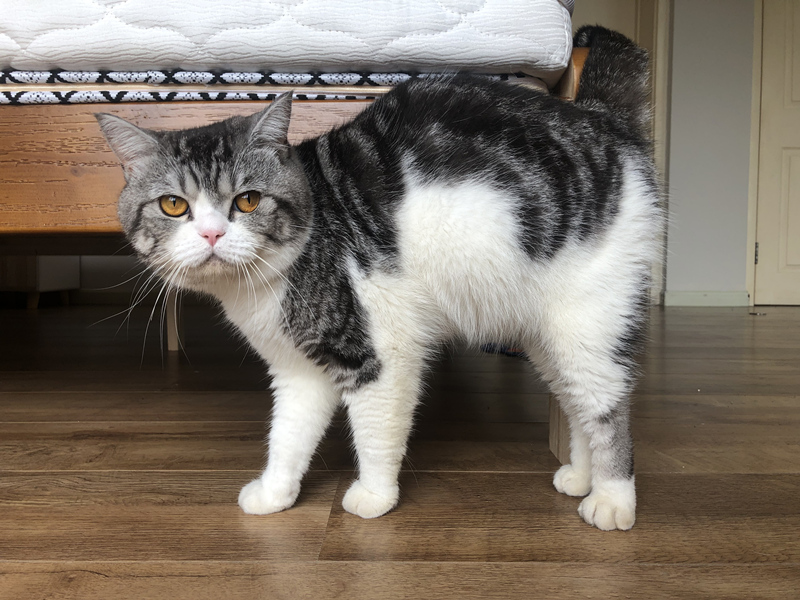 猫咪界的父亲带娃系列！为了让娃不哭，猫爸爸竟让小猫吸自己的奶