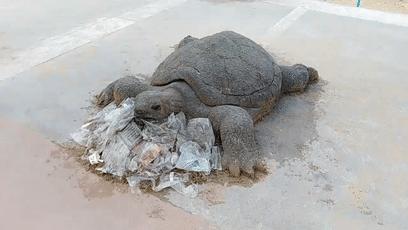 老外沙雕动物视频,外国人沙雕模仿动物