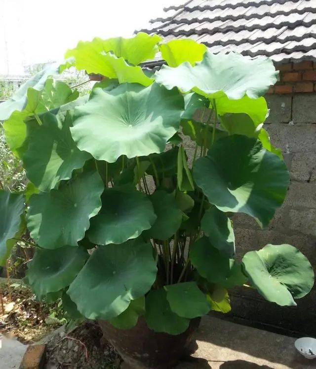 农村旧水缸种荷花,院子里老水缸种荷花