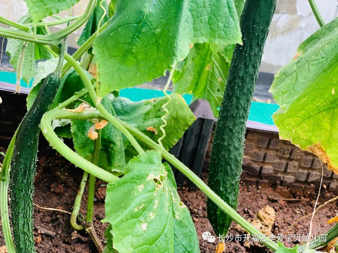 诺亚舟幼儿园,诺亚舟幼儿园里欢乐多