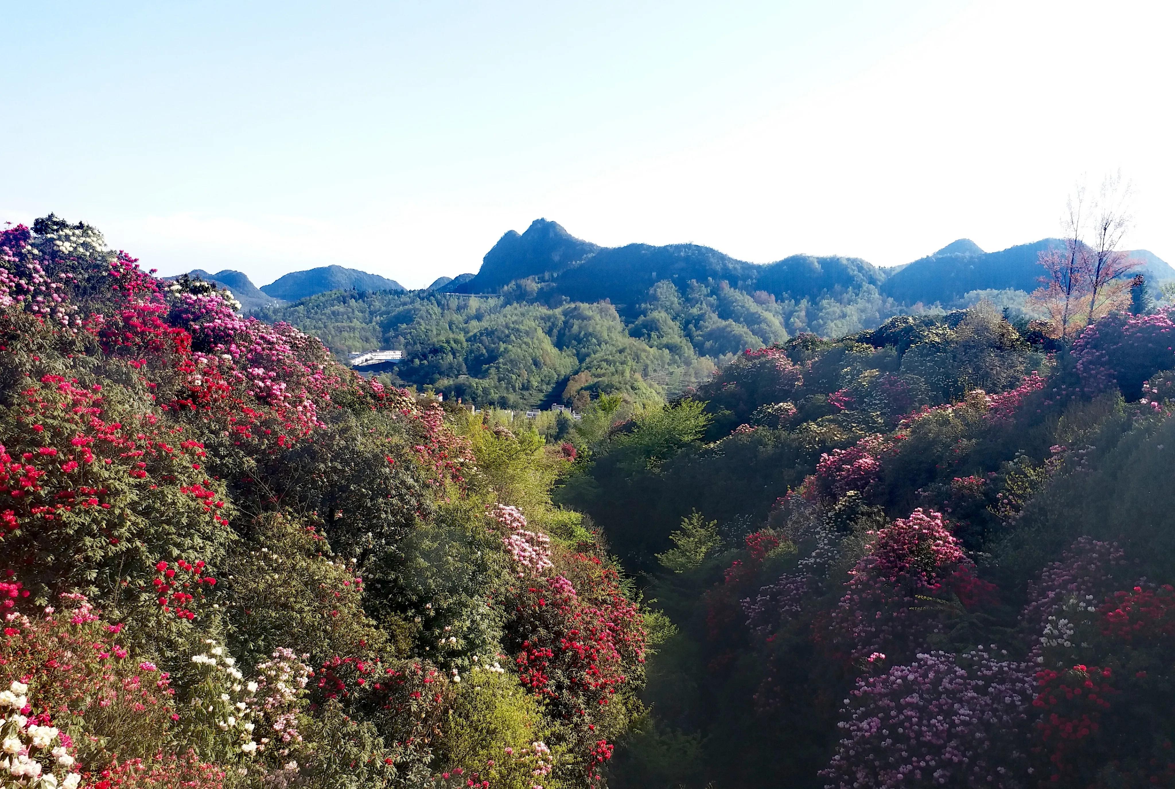 毕节五日游,贵州毕节五日游攻略