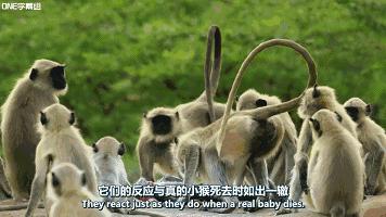 豆瓣9.8分悬疑大片,窥探电视剧豆瓣评分