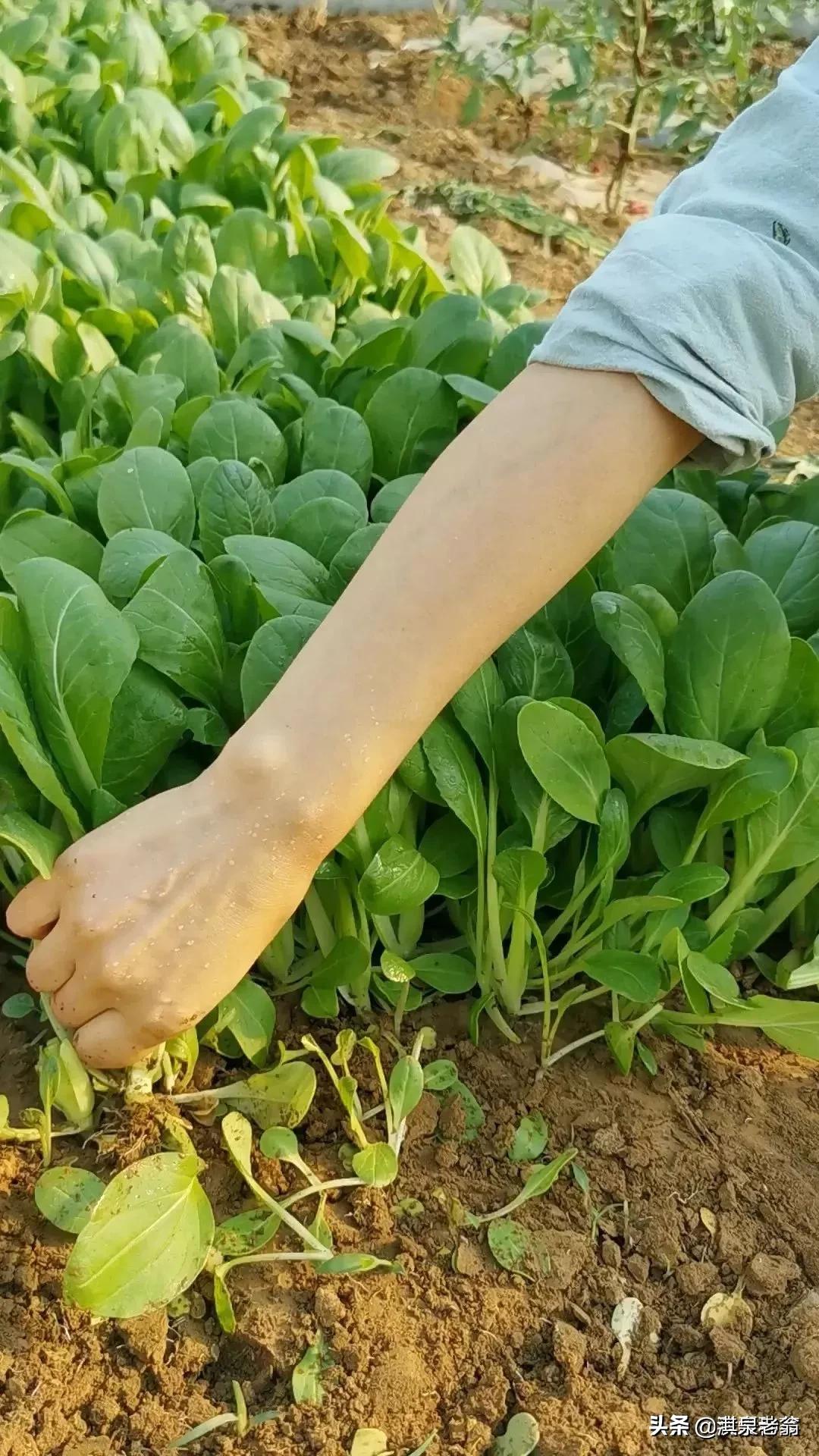 种植小青菜教程,小青菜种植技术露天