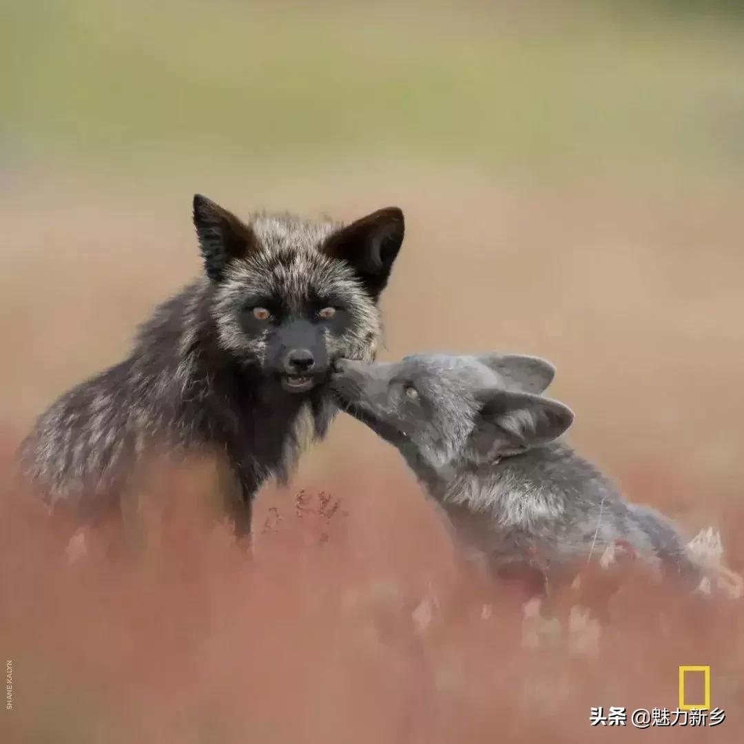 摄影欣赏:大开眼界,美国国家地理拉美官网的精彩大片