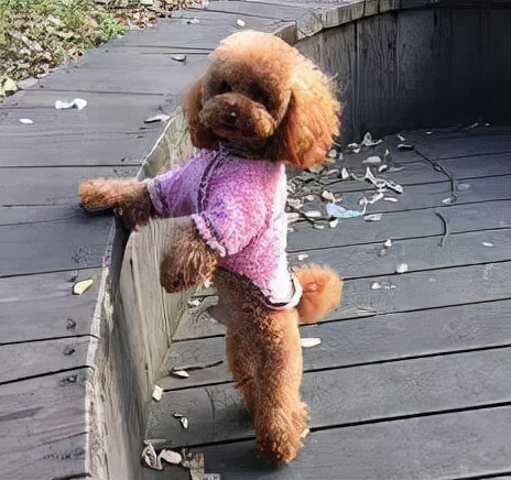 泰迪老是拱屁股怎么回事,泰迪头拱地脚刨地为什么