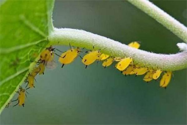 蛀虫怎么治才能彻底消灭,蛀虫的解决方法