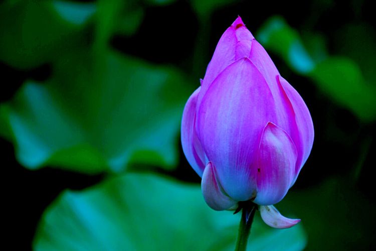 洛阳中国国花园荷花,洛阳国花园的荷花