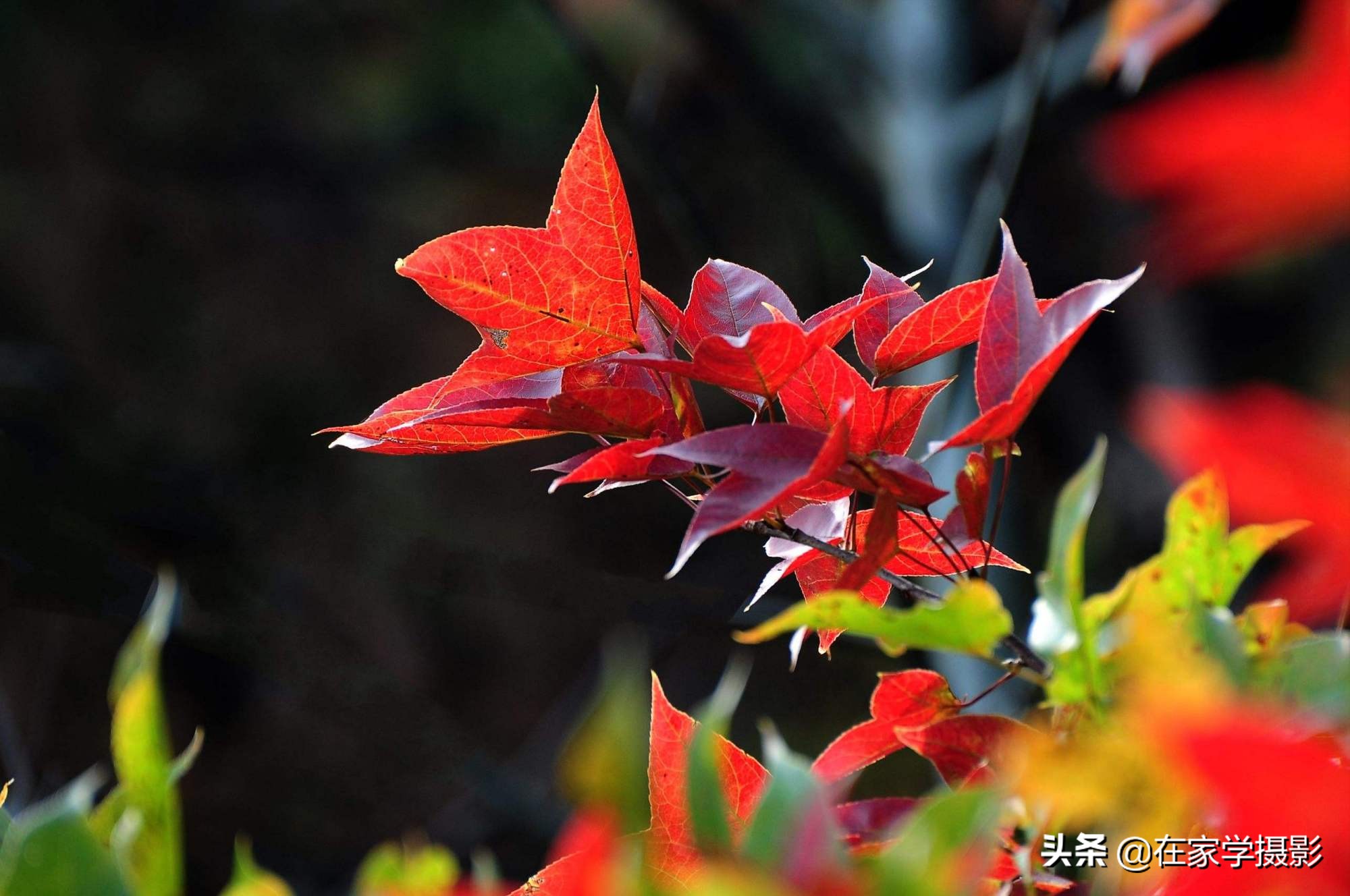 拍的红叶视频怎么调,拍的红叶视频