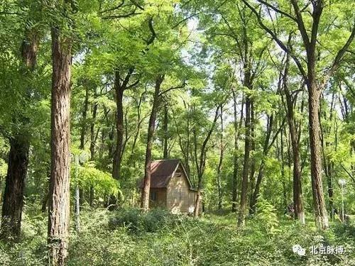 画说回龙观,北京最漂亮的森林公园