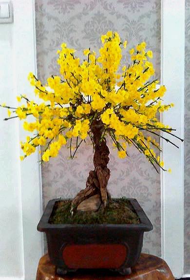 怎样养迎春花开花时间长,迎春花开花前修剪还是开花后修剪