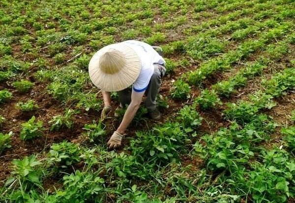 花生地除杂草用什么药,花生田莎草专用除草剂