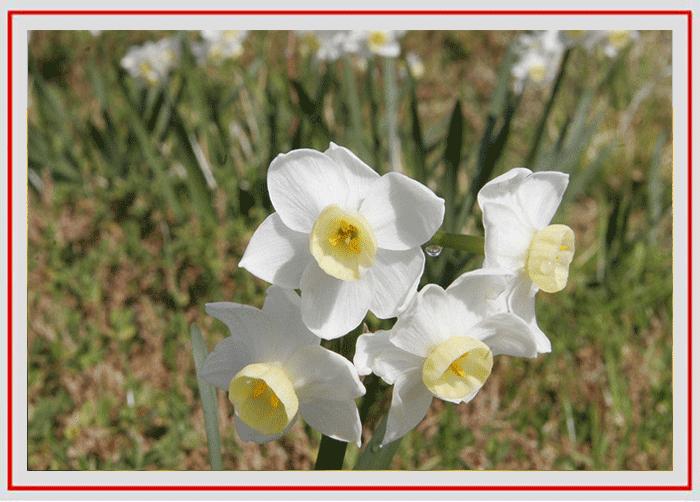 拍摄花卉的景深有哪些方法,如何运用和控制花卉摄影的景深