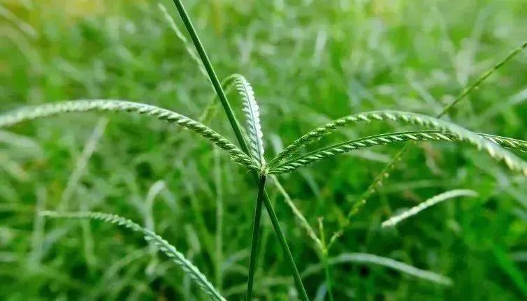 路边常见的野草居然能直接吃,路边常见的野草也是一味药材