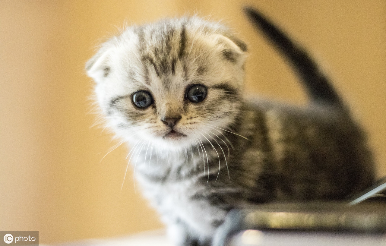 猫总是干嚼嘴巴,猫总是叫怎么办很难受