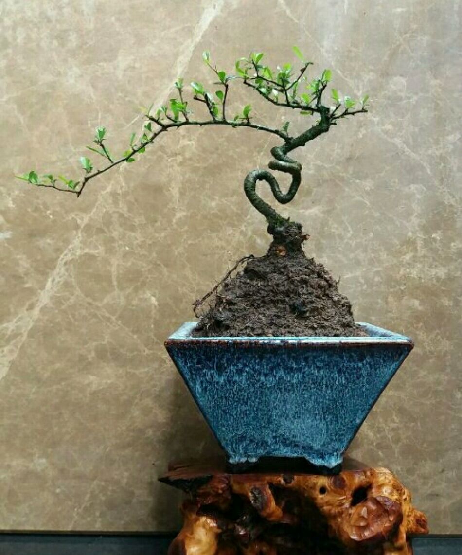 火棘盆景换盆的最佳时间,火棘盆景十一月移栽能成活吗