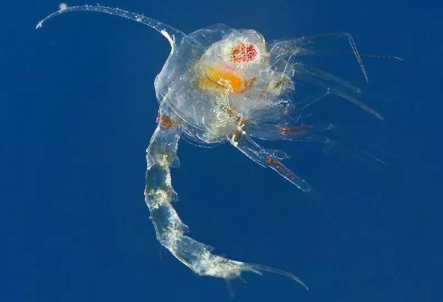 关于螃蟹的科普知识点,螃蟹的种类知识