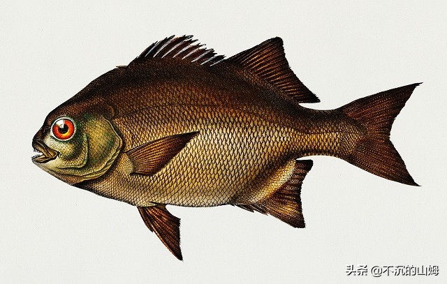 所有国家的熊猫都是中国的吗,有很多国家都有中国的熊猫英文