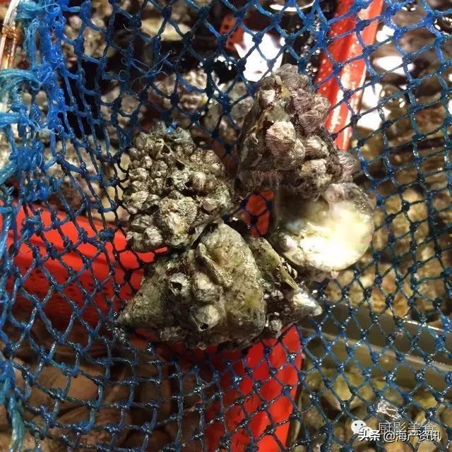 这些外形奇葩而味道超级赞的海鲜,广东十大硬核海鲜品种