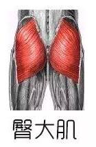 翘臀的标准是臀部肌肉紧实有力,扁平臀练出翘臀用什么器械最有效