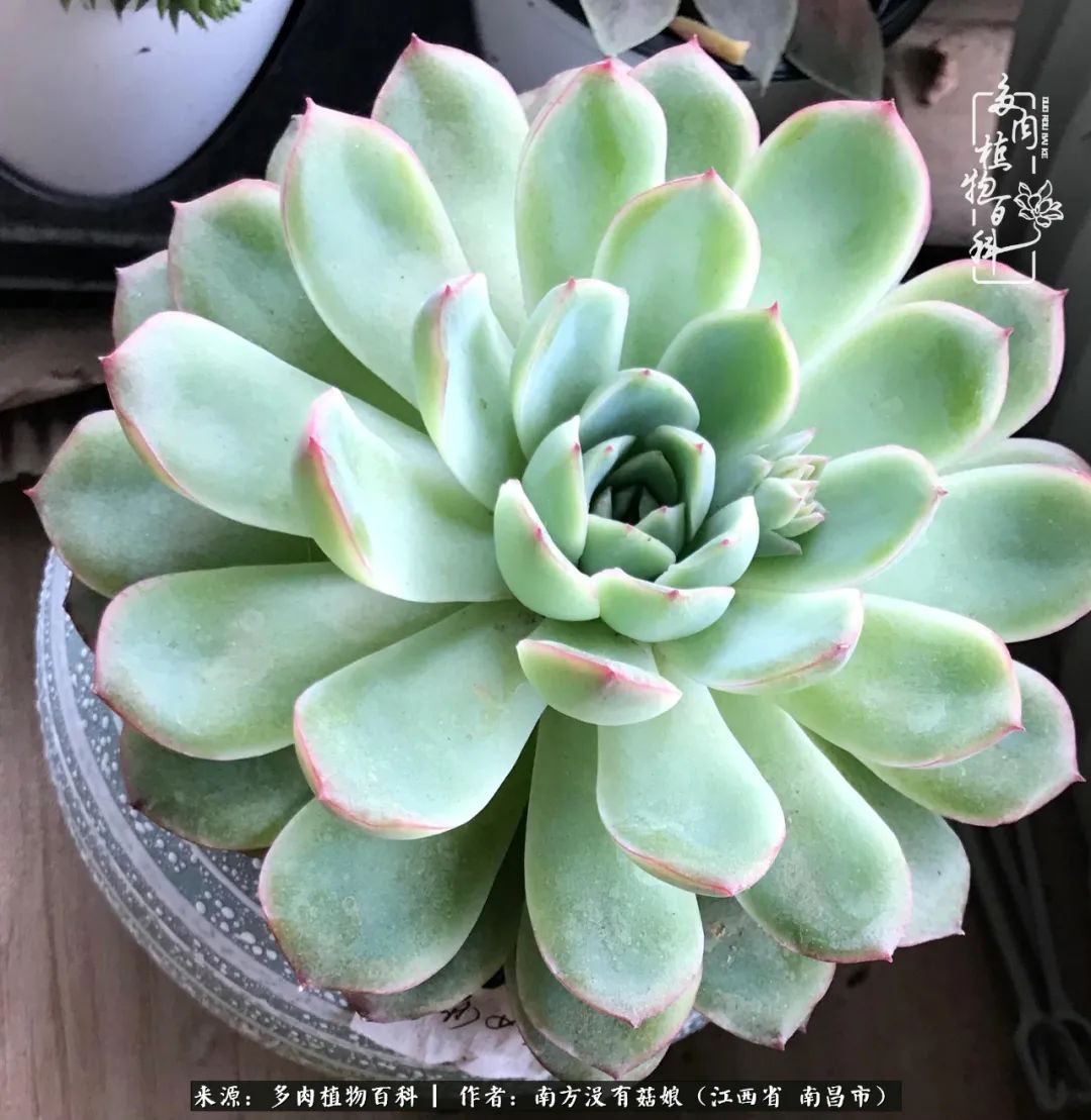 既见云胡不喜,既见君子云胡不喜毛笔楷书