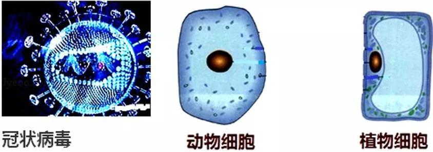 初中生物新型冠状病毒肺炎知识点,小学生冠状病毒肺炎科普知识