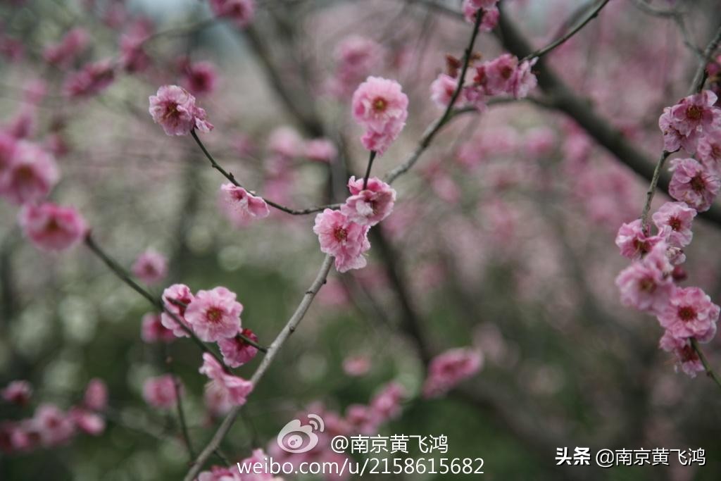 南京梅园梅花什么时候开,南京梅花节花期过后是什么样子的