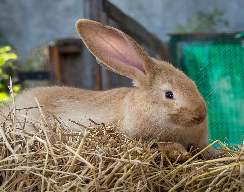 养兔学堂常见兔病防治顺口溜,养兔技术提高肉兔产肉率高的措施
