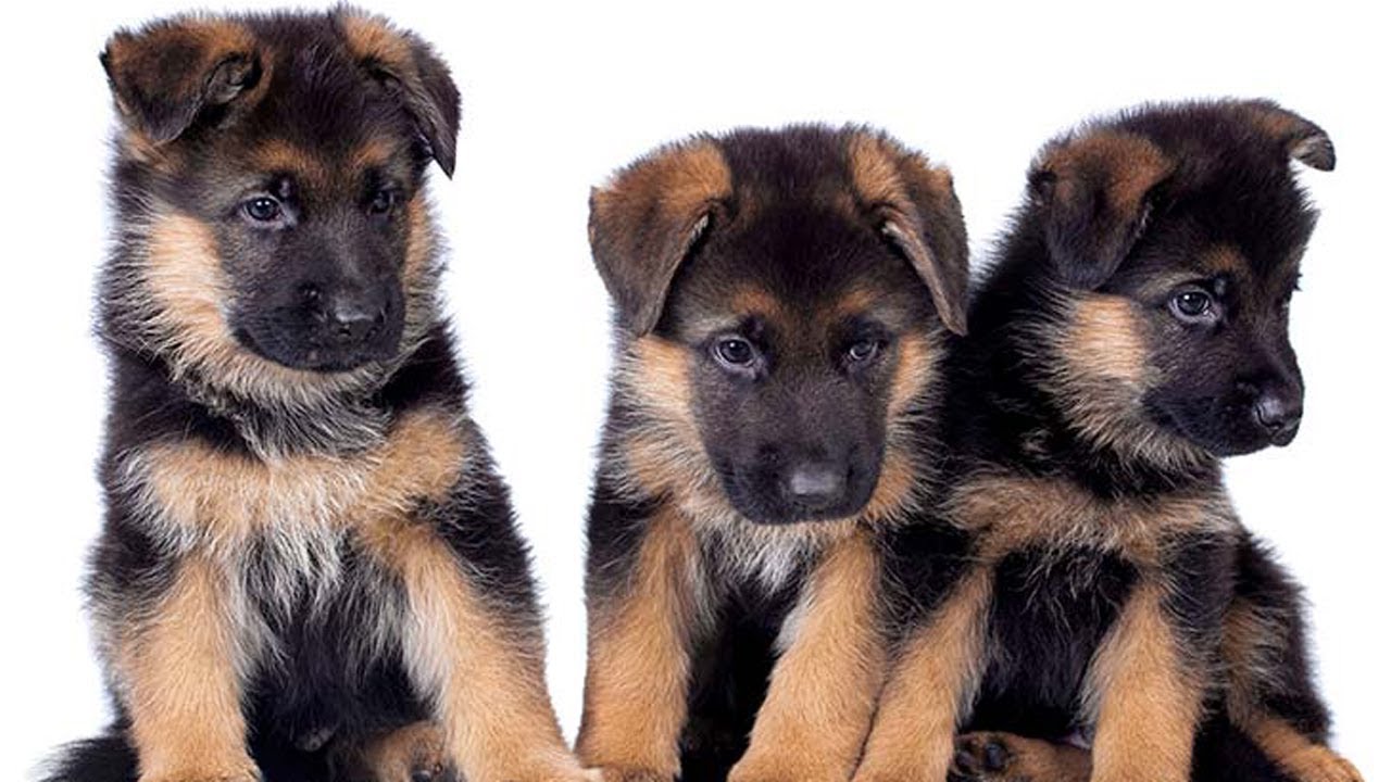 智商高的德牧犬视频,德牧高智商表演一百种口令