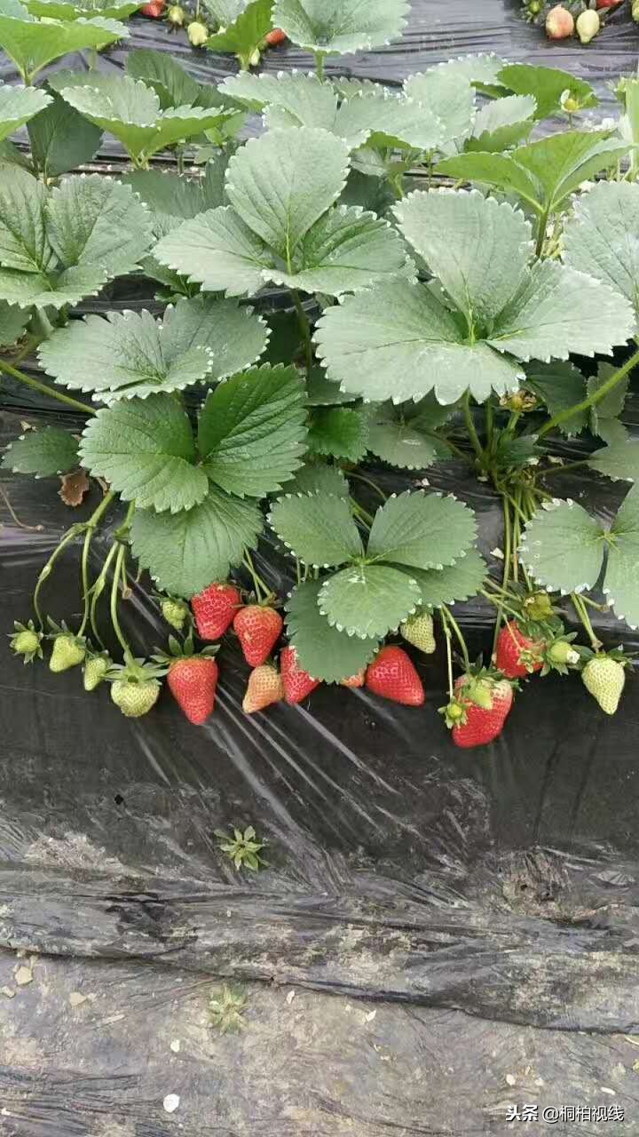 农村公鸡治病,农村治鸡病的小妙方