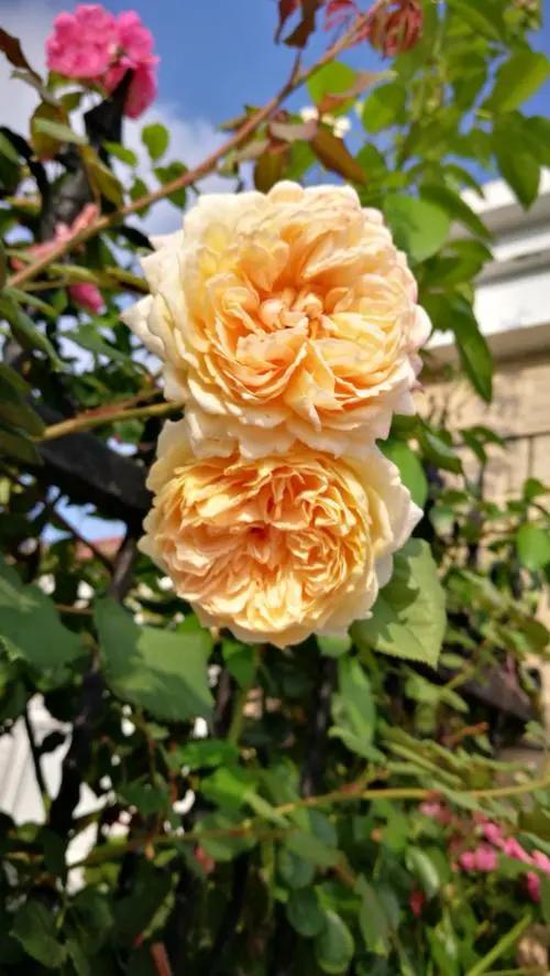 伊芙伯爵藤本月季的优缺点,艾拉绒球藤本月季优缺点