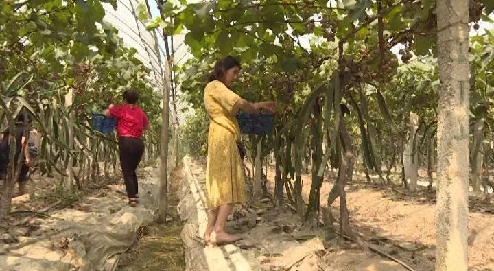 葡萄园套种火龙果,种了两棚火龙果一年收入11万