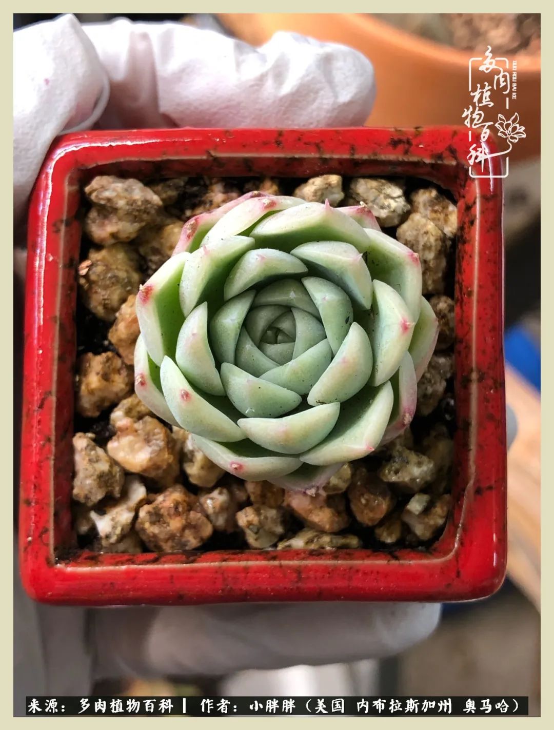 多肉小白入坑攻略,多肉小白2个月成功入坑