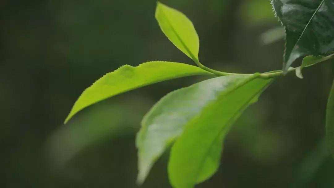 勐海茶砖普洱熟茶,勐海茶厂大益牌茶砖