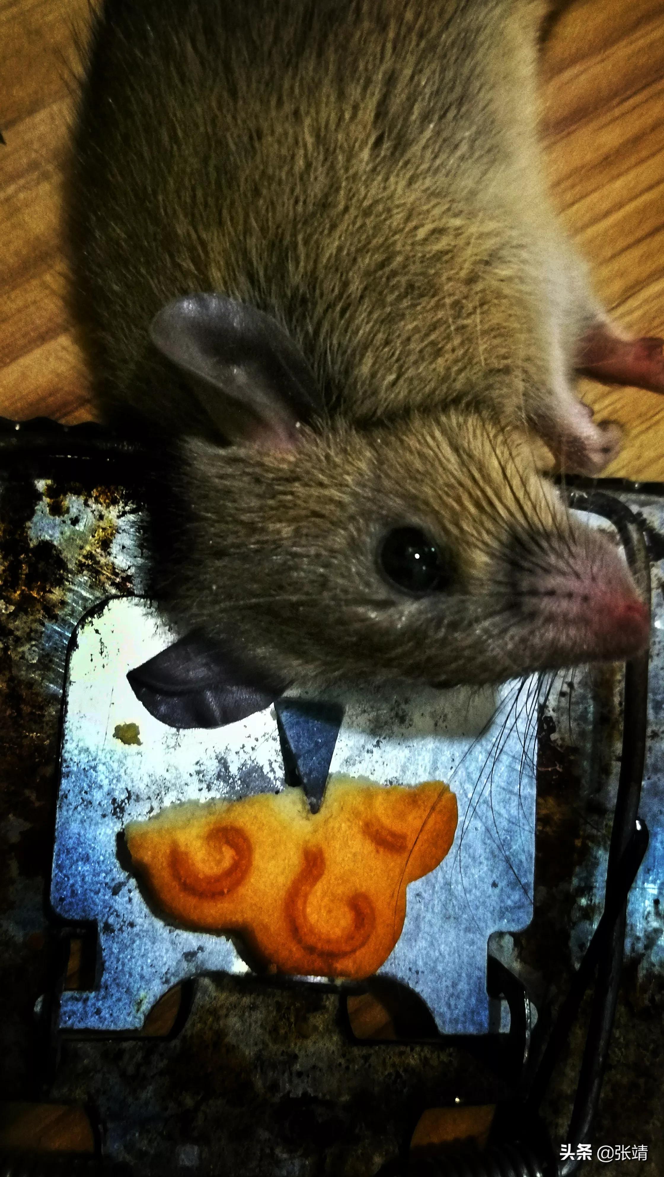 老鼠进家有什么好办法,老鼠进家该找谁处理