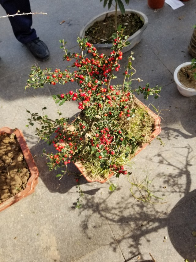 平枝栒子产地,最近卖平枝栒子