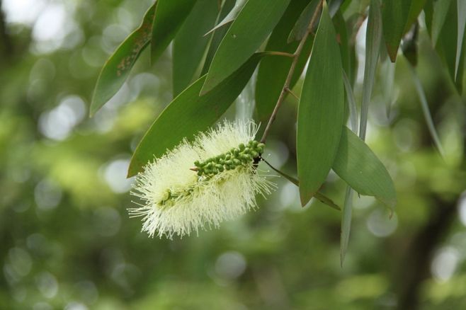 精油的有效期限是多久,精油一般开了保质期是多久