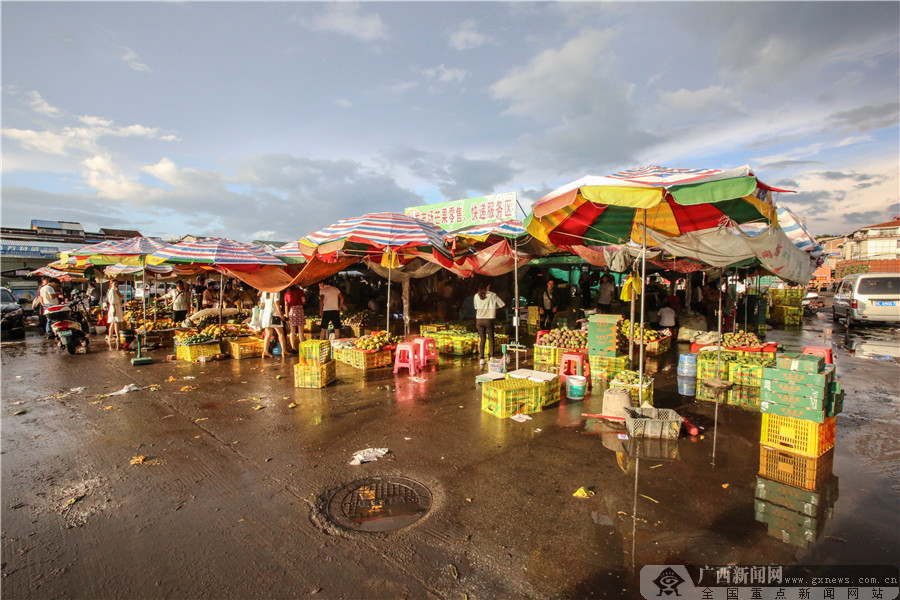 广西田阳芒果上市,海南芒果和田阳芒果