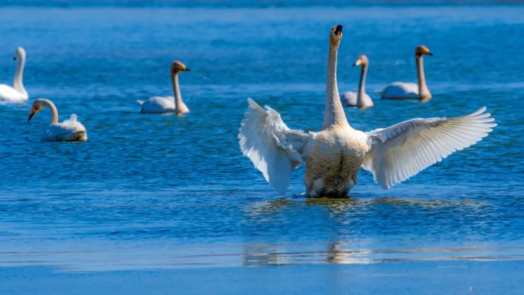 50句经典宋诗名句一定要读一次,带富字的七言宋诗名句